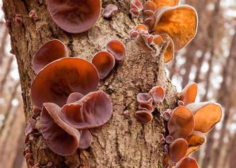 types  fungi mushrooms