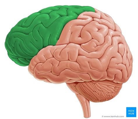 Frontal lobe: Anatomy, function and clinical relations | Kenhub