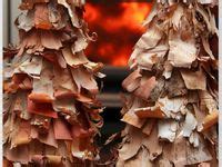 130 Best Birch bark crafts ideas | birch bark crafts, birch bark, crafts