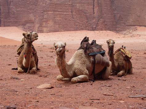Our Camels | The camels that Kathy and I rode on the first d… | Flickr