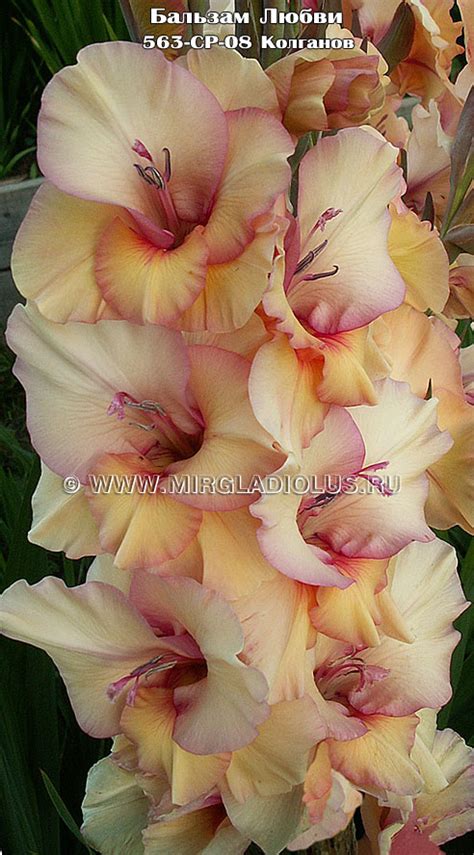 Фото гладиолуса Бальзам Любви mirgladiolus.ru © Лазаревич Тамара МИР ...