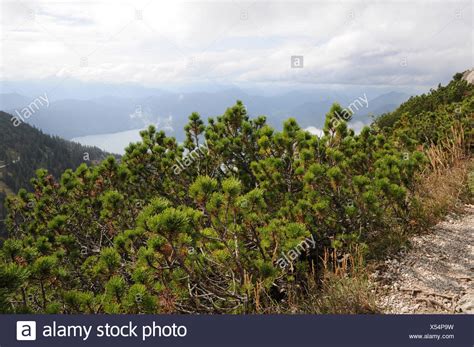 scrub pine tree high resolution stock photography  images alamy