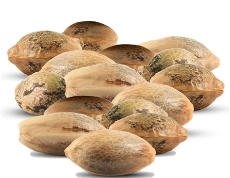 Buy Sativa Cannabis Strain Seeds Online in India | MTSeedBank.in