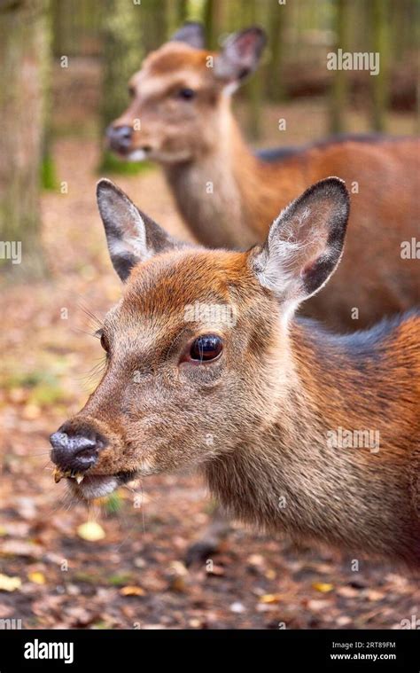 deer  forest wild life stock photo alamy
