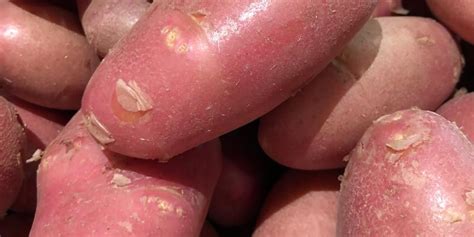 crop potatoes   scarce  europe potato business