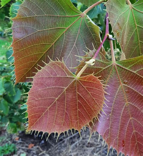 Tilia henryana - Trees and Shrubs Online