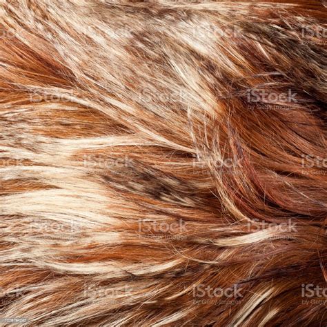 Yak Fur Texture Stock Photo - Download Image Now - Agriculture, Animal ...