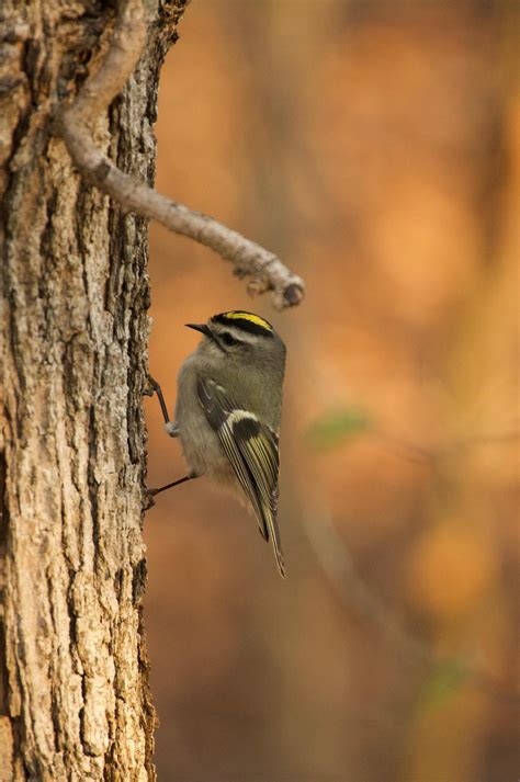 Some NC Birds : r/ncnature