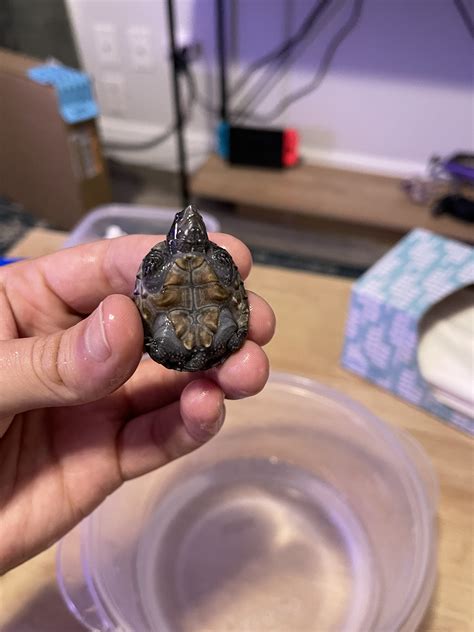 Need Help Identifying The Sex Of Two Stinkpot Musk Turtles | Reptile Forums