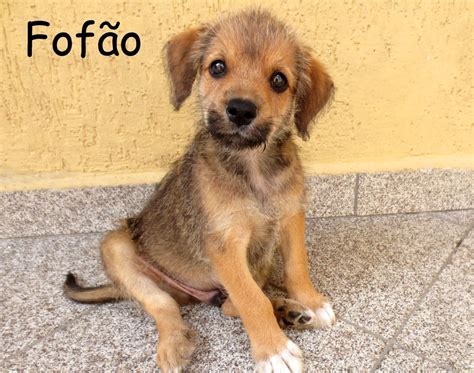 Filhote De Cachorro Fofo - Três filhotes fofos de cachorro para você adotar | VEJA SÃO PAULO