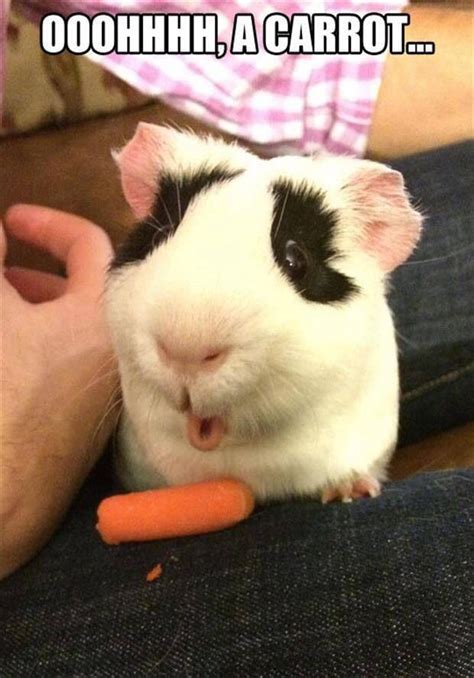 42 best Guinea Pig Meme Board images on Pinterest | Guinea pigs, Pig ...