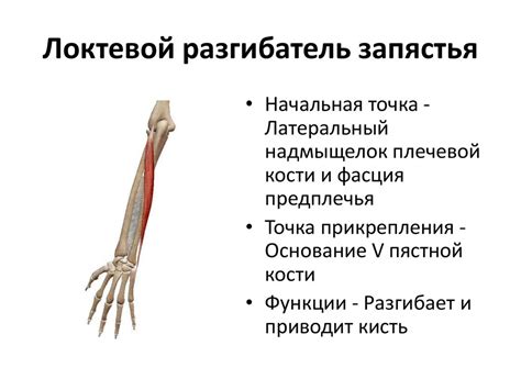 Мышцы конечностей - online presentation