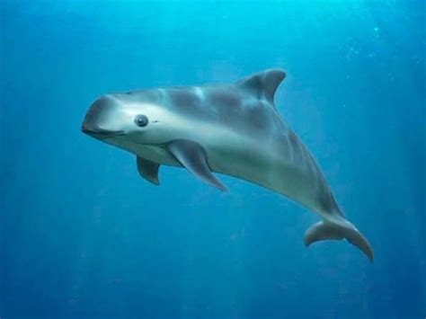 vaquita on Tumblr