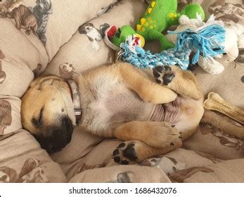 411 Black Mouth Cur Puppy Images, Stock Photos & Vectors | Shutterstock