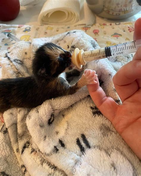 Nevada Humane Society | Reno NV