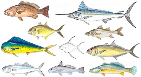 Peixe De Praia Nomes - Peixe de água salgada, alguns nomes e tipos de peixes do mar