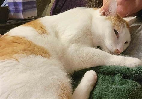 Leroy – Neady Cats