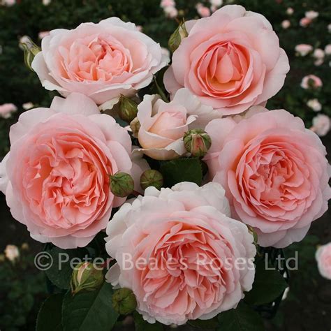 мархензаубер - Marchenzauber (Bush Rose)описание и характеристики розы ...