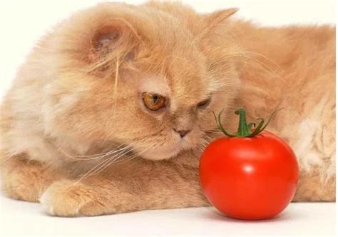 Кот ест помидоры, редиску, капусту, кабачок, можно ли давать ...