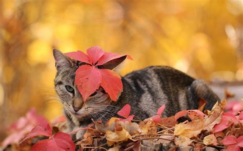 Cat, autumn, leaves wallpaper | animals | Wallpaper Better