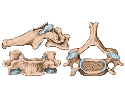 C6 anatomy Quiz