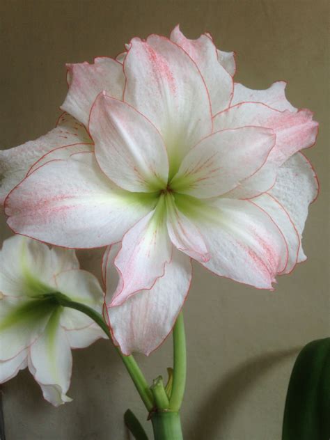 How to grow amaryllis – Artofit