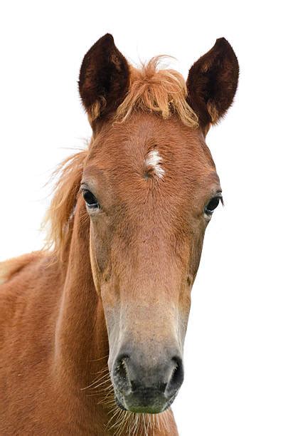 90+ Suspicious Horse Stock Photos, Pictures & Royalty-Free Images - iStock