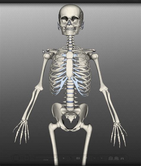 3D Модель Со Скелетом - hudeem-samiinfo