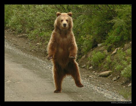 Pastor Don's Blog: Ancient Jews and dancing bears