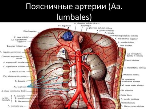 Клиническая анатомия брюшной аорты - online presentation