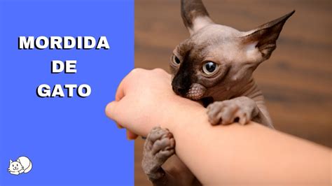 Mordida De Gato O Que Fazer - O QUE FAZER SE VOCÊ LEVAR UMA MORDIDA DE GATO? - YouTube