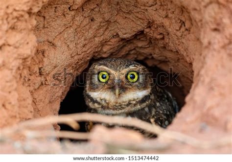 4,235 Burrow Nest Stock Photos, Images & Photography | Shutterstock