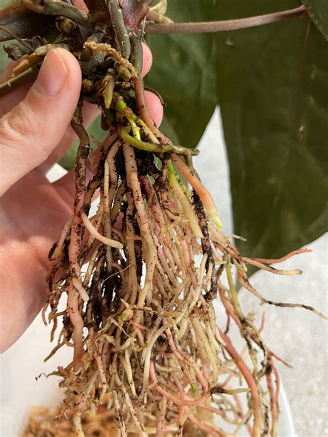 anthurium ace of spades – plant.principle