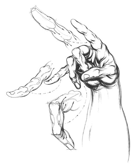 Anatomy art, Sketches, Drawings