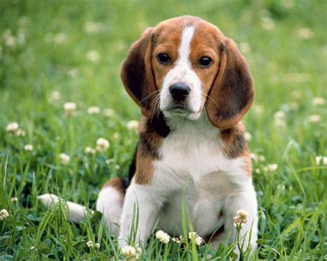 Бигль (Beagle) - это активная, дружелюбная и умная порода собак. Фото ...