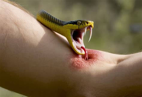 O'que Significa Sonhar Com Cobra Picando