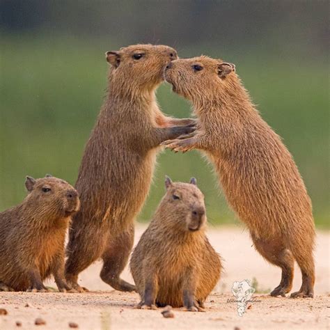 ᴜɴᴛᴀᴍᴇᴅ ᴇxᴘᴇᴅɪᴛɪᴏɴꜱ on Instagram: “Capybara play fight! Hydrochoerus ...