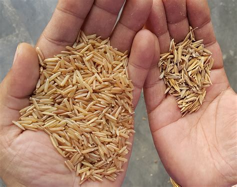 Best Basmati Rice Suppliers, Manufacturers, Exporters In Haryana India ...