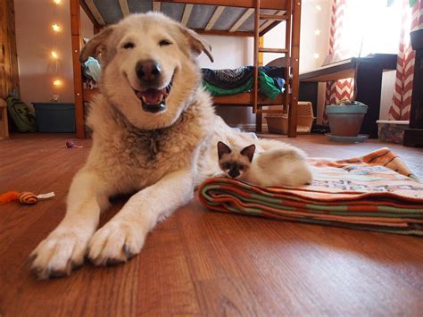 Depressed Dog Adopts Foster Kittens