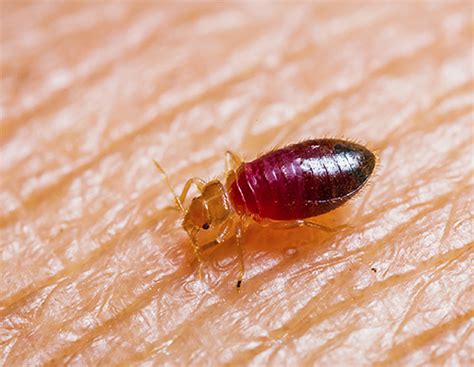 Domestic insects: photos and names of small parasites and pests