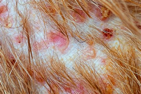 Can Oatmeal Bath Help to Treat Folliculitis in Dogs?