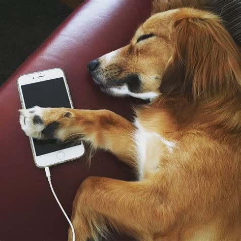 49 best Kokoni dog images on Pinterest