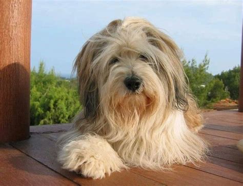 Tibetan terrier | Tibetan terrier, Fluffy animals, Terrier