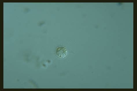 Protist Image Database