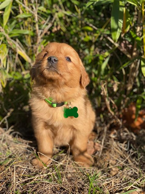Golden Stream Retrievers | Stockton MO
