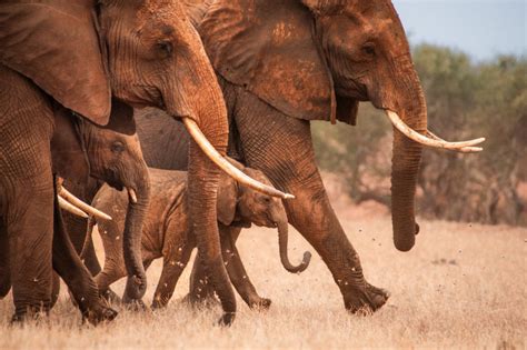 Elephants — Some Lucky Survivors - SWT Conservation Charity - Strulch ...