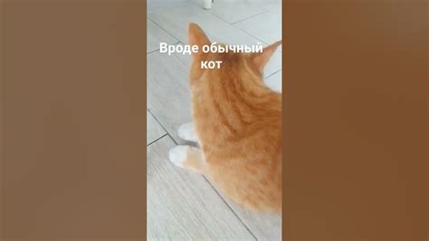 кот из икеи - YouTube