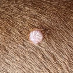 Histiocytoma in dogs | Joii Pet Care