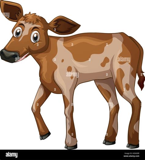 calf standing  white background illustration stock vector