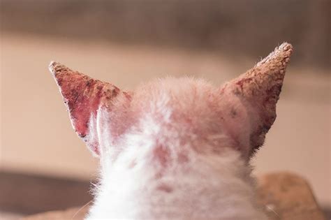 Cat Mange and Scabies: Causes, Symptoms, Treatments - CatPeek